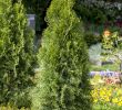 Alte Fenster Im Garten Dekorieren Best Of Abendländischer Lebensbaum • Thuja Occidentalis