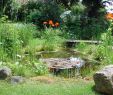 Bachlauf Garten Elegant Teichpflanze