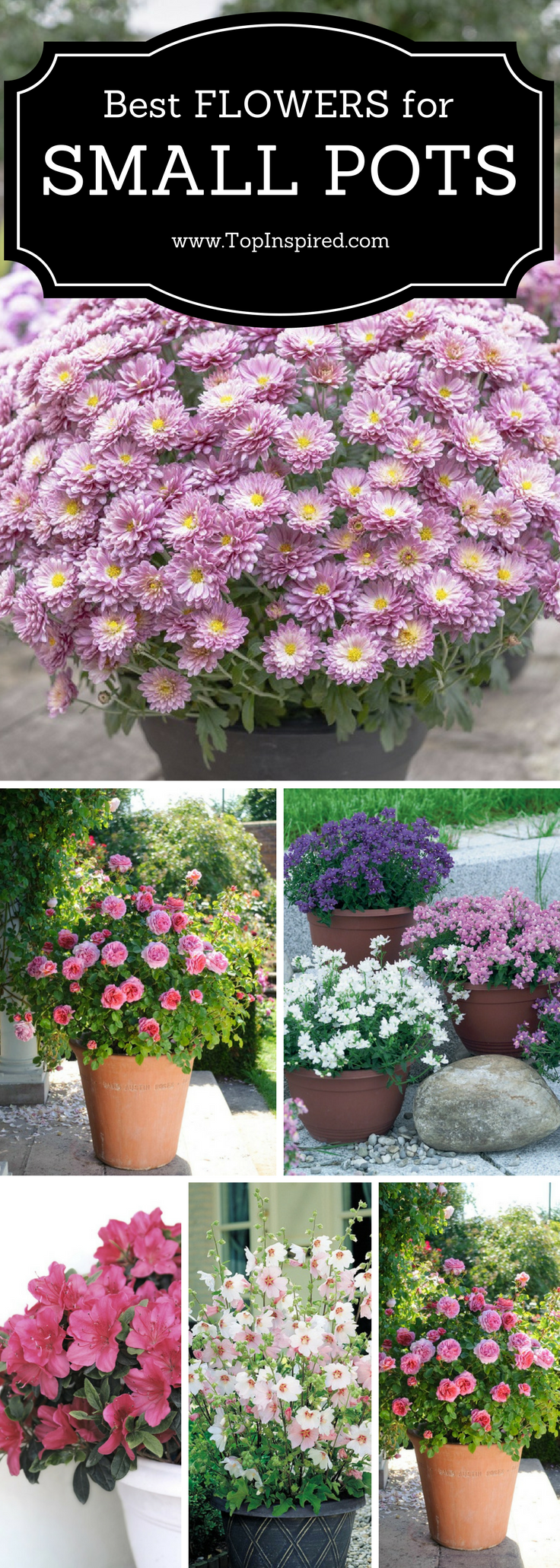 Balkongarten Genial top 10 Wonderful Plants for Small Containers