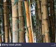 Bambus Deko Garten Elegant Green Bambus Stock S & Green Bambus Stock Alamy