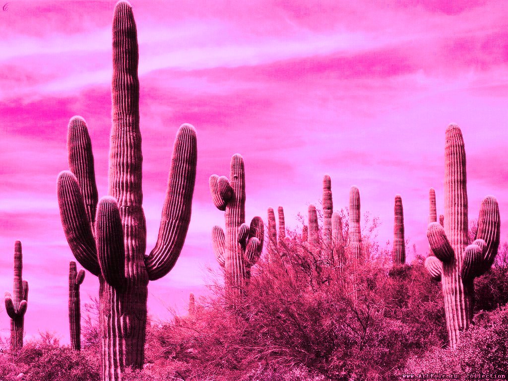 mexico cactus