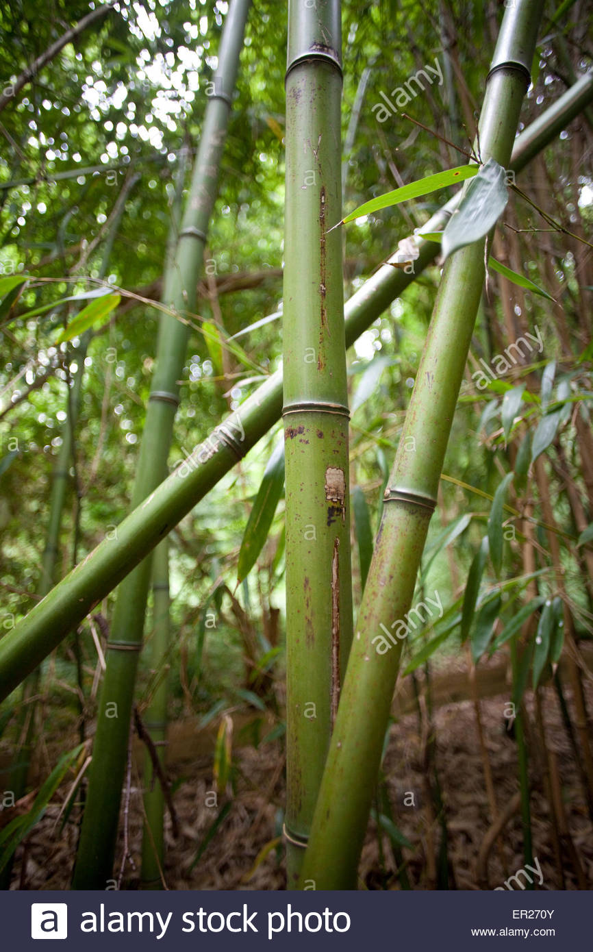 europe germnay cologne bamboo at the forstbotanischer garten an arboretum ER270Y