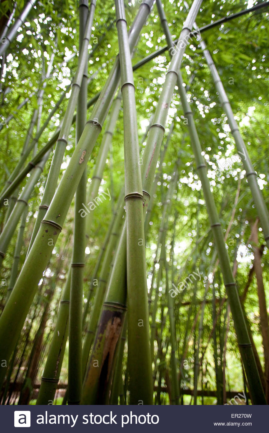 europe germnay cologne bamboo at the forstbotanischer garten an arboretum ER270W