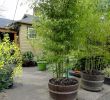 Bambusgarten Inspirierend Bamboo In Barrels Grows Quickly Adds Privacy Efective Way