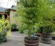 Bambusgarten Inspirierend Bamboo In Barrels Grows Quickly Adds Privacy Efective Way