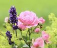Bauerngarten Deko Einzigartig sollte Man Rosen Zusammen Mit Lavendel Pflanzen