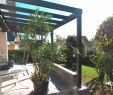 Baumwurzel Dekorieren Elegant Luxus Garten Lounge