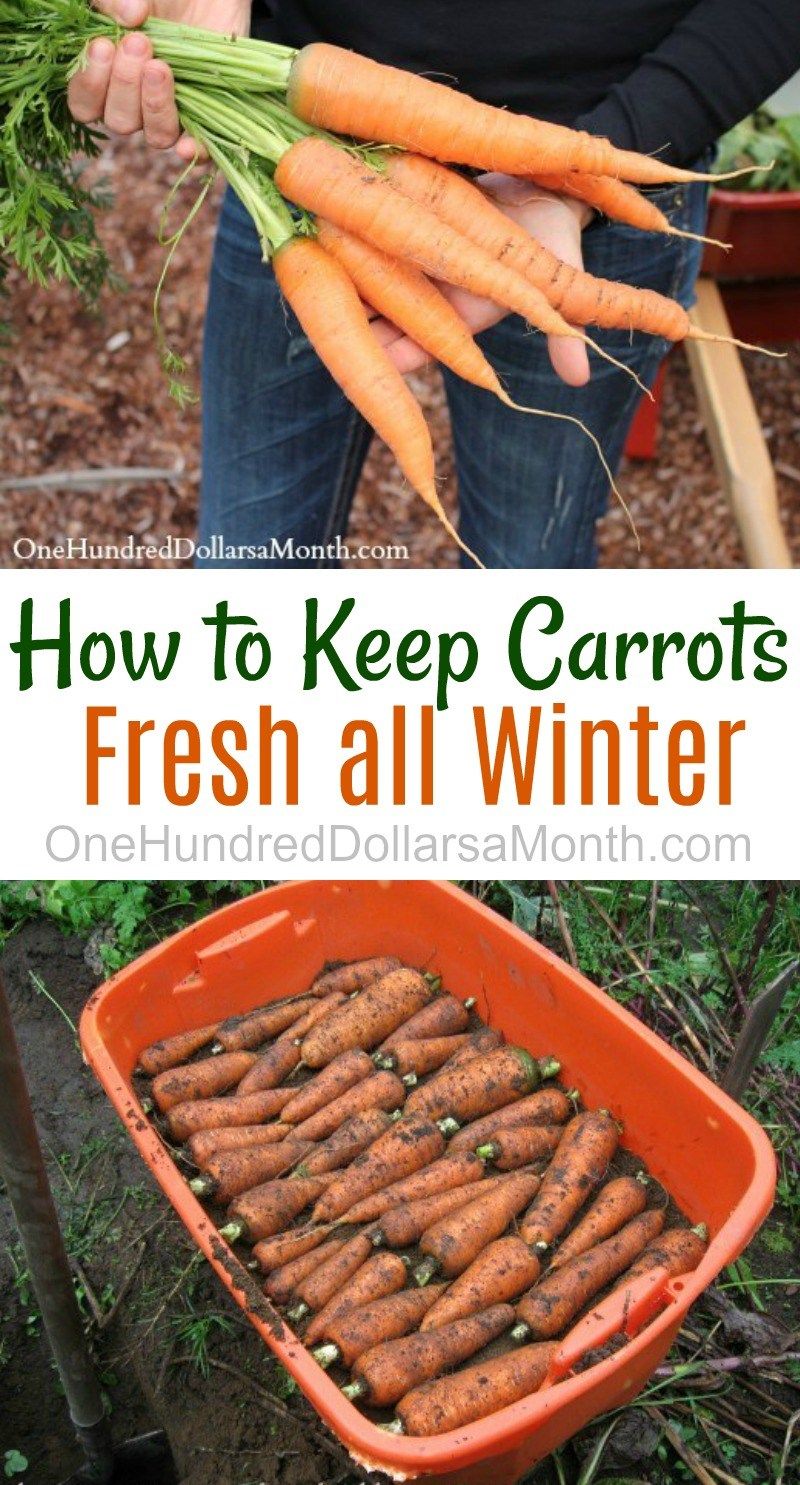 Beet Deko Frisch How to Keep Carrots Potatoes and Beets Fresh All Winter