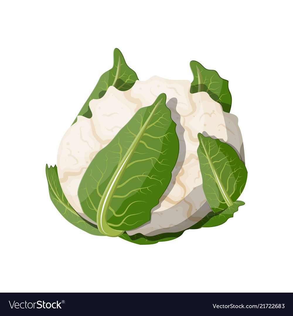 Beet Deko Schön Cauliflower isolated On White Background Vector Image