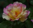 Beetbepflanzung Ideen Inspirierend Olivier Roellinger Roses â Peach Coral Bi Colour