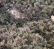 Beetbepflanzung Ideen Schön Dost Majoran origanum Vulgare Bodendecker Staude Im Winter