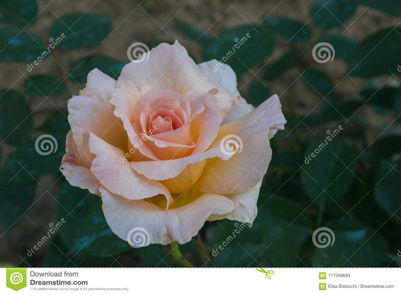 Bilder Garten Einzigartig Close Up Od Delicate Pink Pastel Rose In the Garden Stock