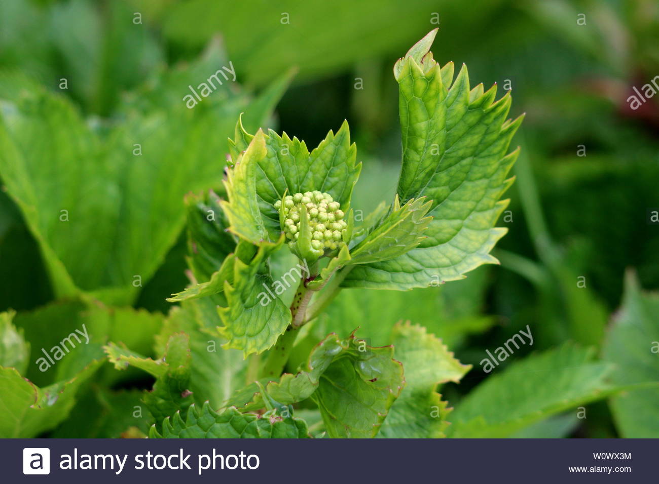 Bilder Garten Einzigartig Closeup Od Hydrangea or Hortensia Garden Shrub Closed Flower