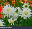 Bilder Garten Elegant Close Up Od Dahlia Polar Sight In A Flower Garden Stock