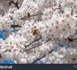 Bilder Garten Luxus Closeup Od Cherry Blossom Japanese Garden