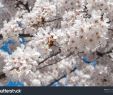 Bilder Garten Luxus Closeup Od Cherry Blossom Japanese Garden