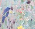Bilder Gartengestaltung Inspirierend Blue Grosbeak