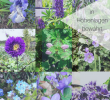 Blumenbeet Ideen Best Of 9 & Mehr Blaue Stauden – Blaues Wunder Im Garten Auf 850 Hm