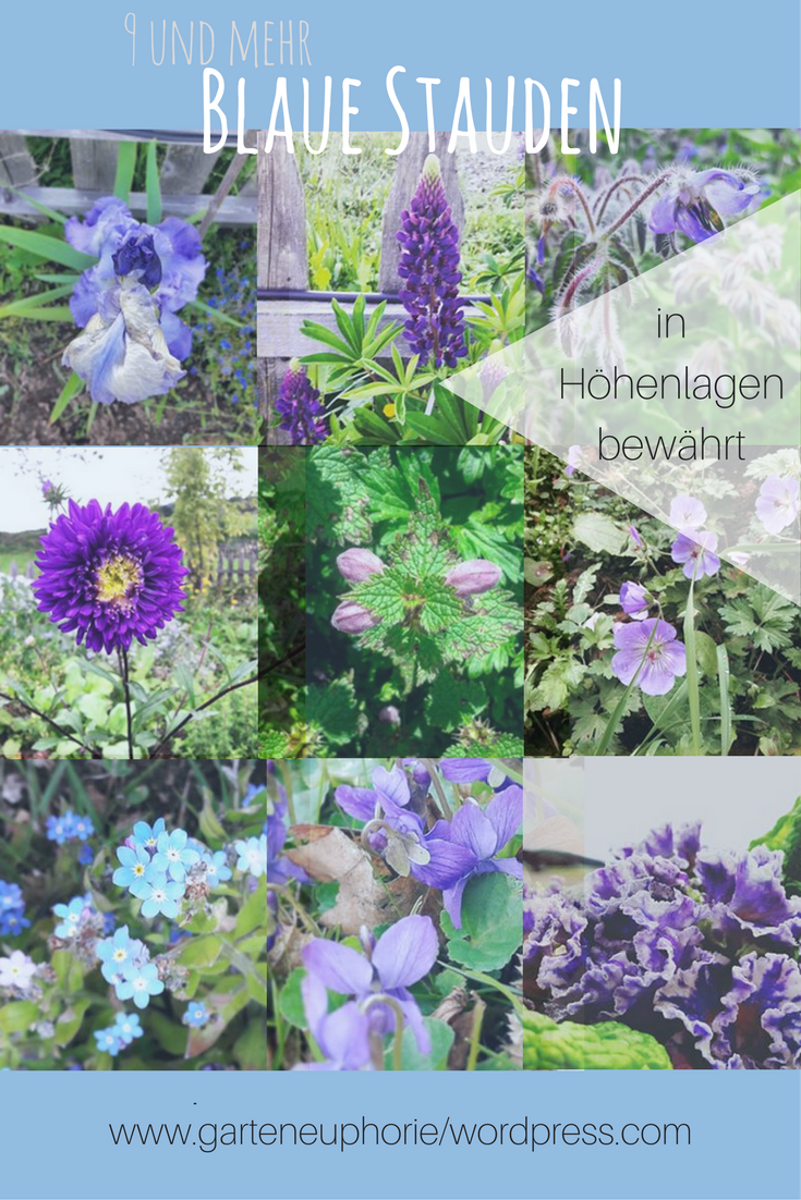 Blumenbeet Ideen Best Of 9 & Mehr Blaue Stauden – Blaues Wunder Im Garten Auf 850 Hm