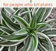 Coole Gartenideen Frisch the 10 Best Plants for People who Kill Plants – Looks Like