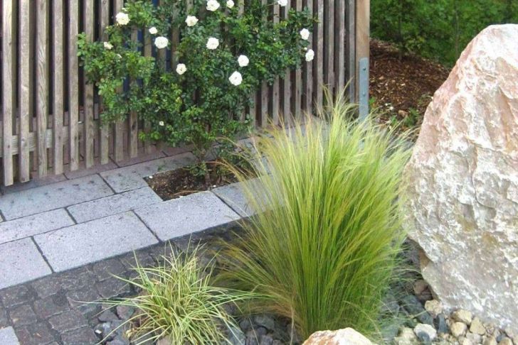 Cortenstahl Garten Online Bestellen Einzigartig Garten Sichtschutz Pflanzen — Temobardz Home Blog