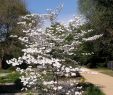 Deko Baum Garten Frisch Amerikanischer Blumen Hartriegel Cornus Florida