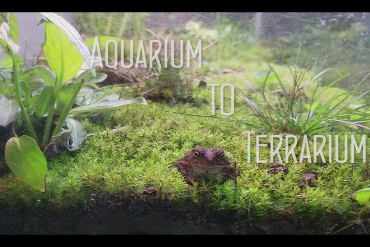 Deko Frosch Für Den Garten Frisch Tutorial] Terrarium Für Vampierkrabben Einrichten by Wasser