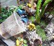 Deko Frosch Für Den Garten Neu Tutorial] Terrarium Für Vampierkrabben Einrichten by Wasser