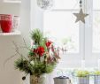 Deko Garten Weihnachten Elegant Kleine Amaryllis Für Weihnachtsdeko In Der Küche