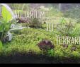 Deko Tiere Für Den Garten Luxus Tutorial] Terrarium Für Vampierkrabben Einrichten by Wasser