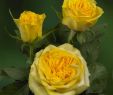 Dekokugeln Garten Best Of 35 Einzigartig Rosen Garten Luxus