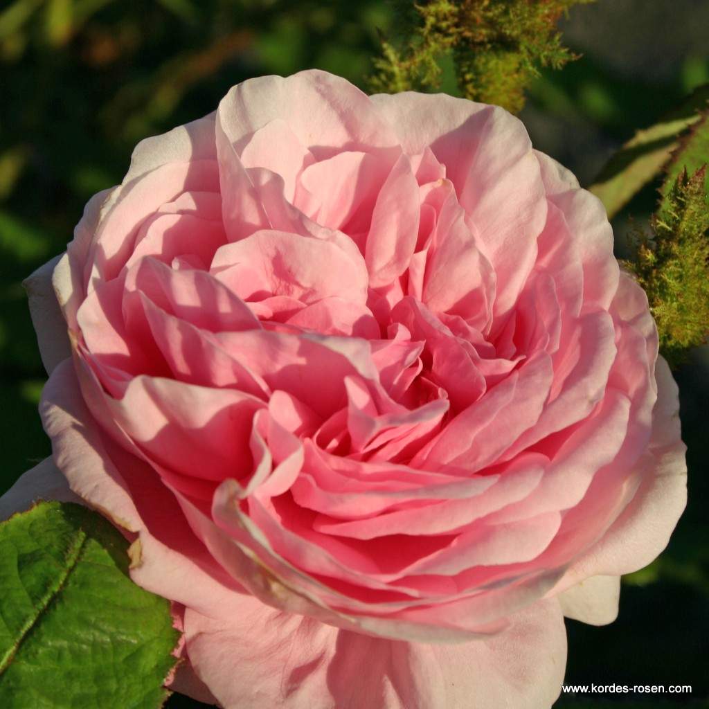 Dekokugeln Garten Frisch 35 Einzigartig Rosen Garten Luxus
