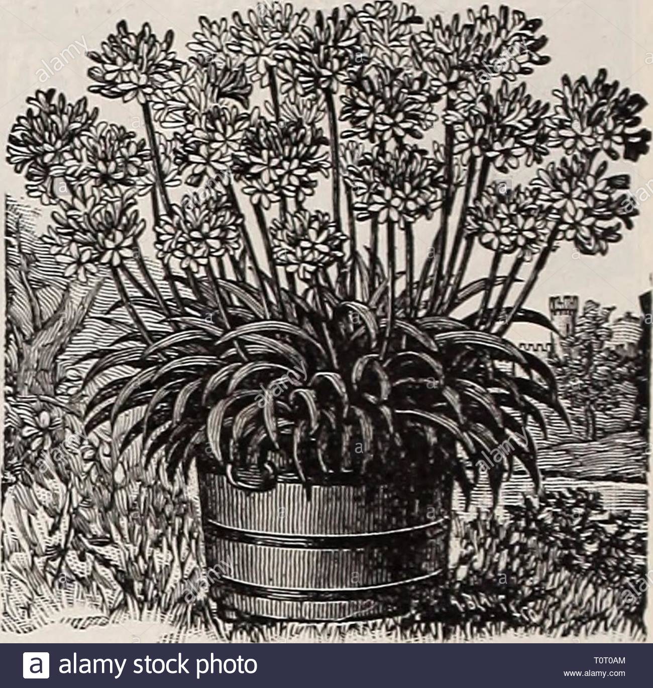 dreers 1909 garden book 1909 dreers 1909 garden book dreers1909garden1909henr year 1909 120 agapanthus umbellatlls blue lilv of the atile a splendid ornamental plant bearing clusters of bright blue flowers on long flowerstalks and lasting a long time in bloom a most desirable plant for outdoor decoration planted in large pots or tubs on the lawn or piazza albus a white flowering variety 15 cts each 150 per doz one of each 25 cts ageratum floss flower one of the best of bedding plants always in bloom blanche dwarf pact white i princess pauline blue white c T0T0AM