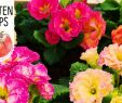 Diy Garten Ideen Frisch Diy Frühlingsbepflanzung Mit Bunten Primeln Frühlingserwachen Volmary Gartentipps