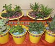 Do It Yourself Elegant Do It Yourself Succulent Displays