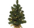 Edelrost Baum Frisch 210 Cm toller Christbaum Tannenbaum N 2 1 Weihnachtsbaum