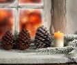Edelrost Best Of Pine Cone Wallpapers Archives Hd Wallpapers