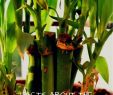 Feng Shui Garten Best Of Facts About the Feng Shui Lucky Bamboo Plant