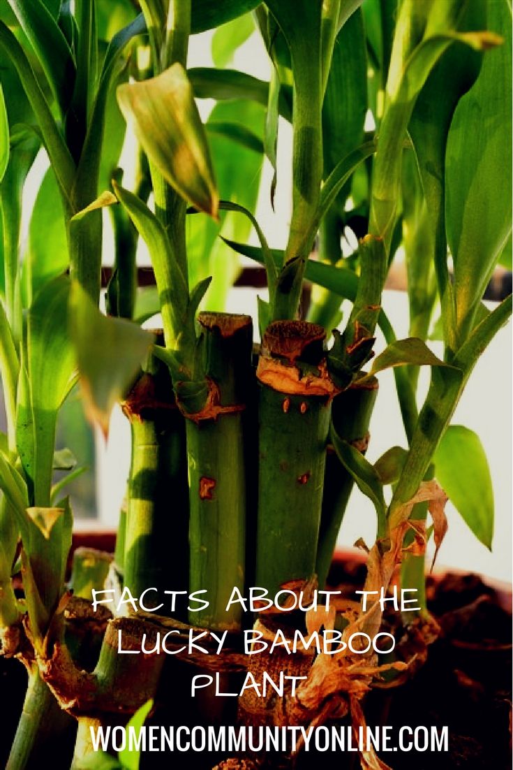 Feng Shui Garten Best Of Facts About the Feng Shui Lucky Bamboo Plant