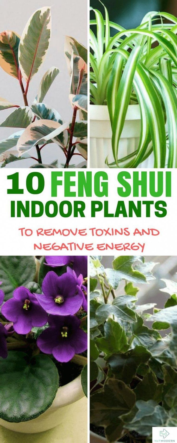 Feng Shui Garten Inspirierend 10 Feng Shui Indoor Plants to Spruce Up Your Interior Decor