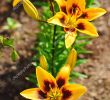 Flora Garten Elegant Yellow Lily Flower Buds Blurred Green Leaves Brown soil