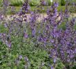 Flora Garten Genial 1x Staude Pflanze Katzenminze Six Hills Giant Nepeta