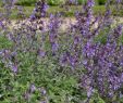Flora Garten Genial 1x Staude Pflanze Katzenminze Six Hills Giant Nepeta