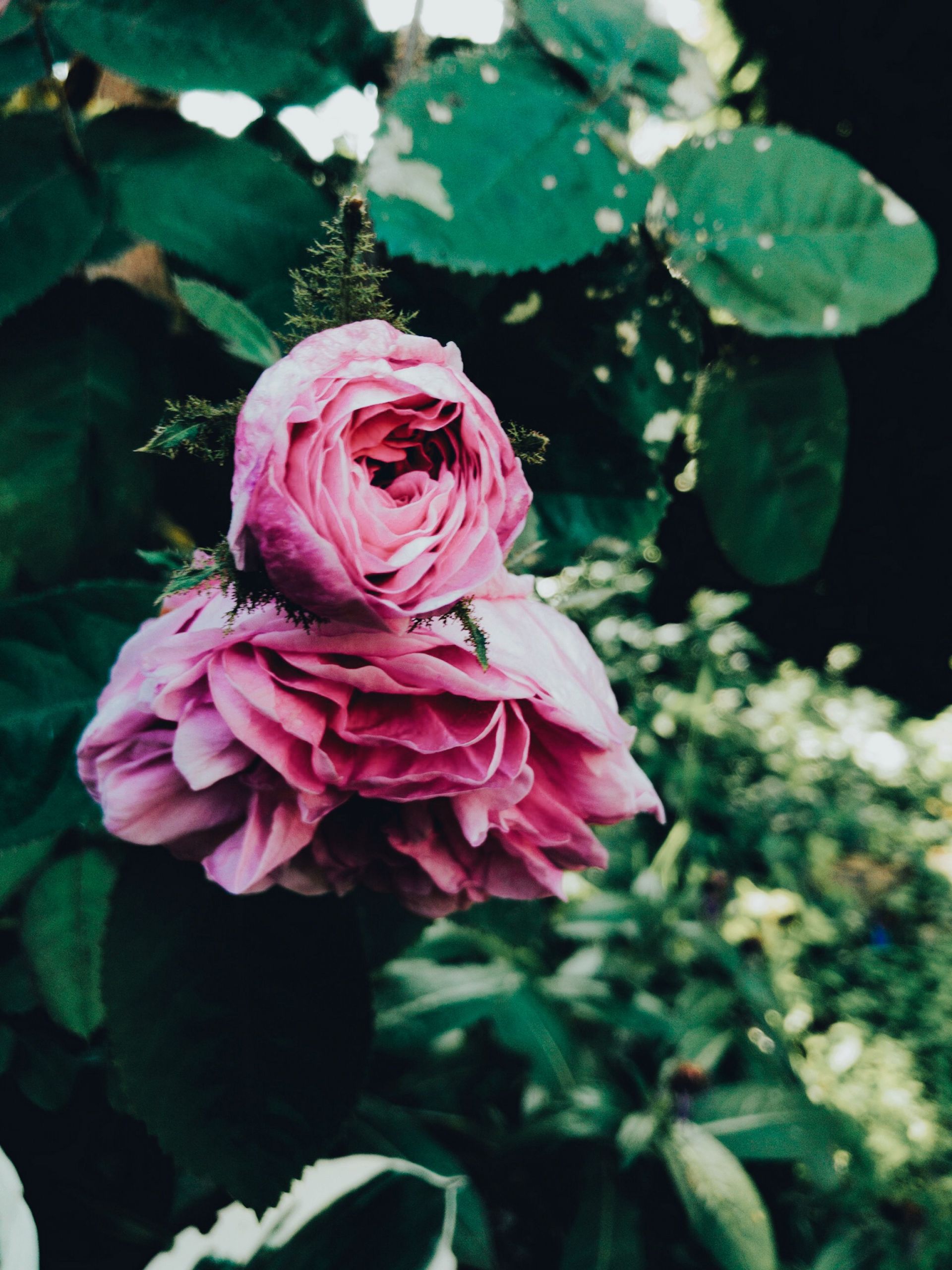 Flora Garten Inspirierend Rosen Aus Dem Garten