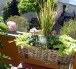 Frühlingsdeko Für Den Garten Genial Roter Farbtupfer Ein Pflanztipp Für Den Balkon Im Herbst