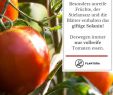 Garten Anbau Einzigartig tomate Paradeiser & Pomodoro Im Portrait Herkunft Anbau