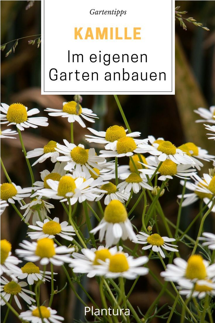 Garten Anbau Elegant Kamille Die Königin Der Heilkräuter
