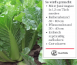 Garten Anbau Luxus Chinakohl Leckeres Wok Gemüse Aus Dem Eigenen Garten