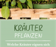 Garten Anbau Schön Kräuter Pflanzen Anleitungen & Tipps Für Fensterbrett