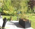 Garten Bepflanzung Frisch Sichtschutz Zum Bepflanzen — Temobardz Home Blog